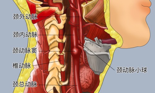 十二条经络的运行时间和作用-十二条经络的功效网-分享十二条经络的走向，十二条经络有哪些知识库
